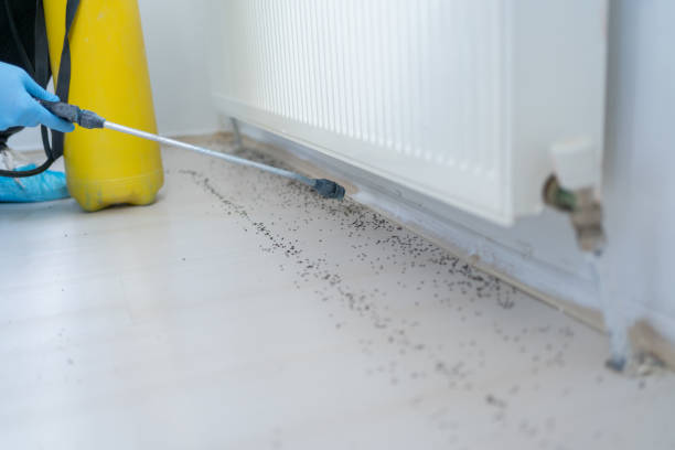 Best Rat Extermination Near Me  in Pine Nyon, CA
